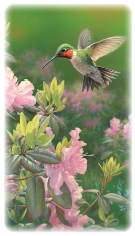 Premium Line Series Hummingbird Prayer Card - STPR104-PC